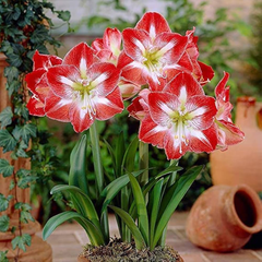 Amaryllis Lily – Local (PACK OF 5 BULBS)