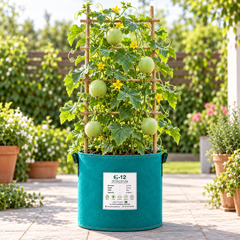 Round light-green F1 hybrid Tinda fruits growing on a healthy plant – Apple Gourd seeds for home and kitchen gardening in Pakistan