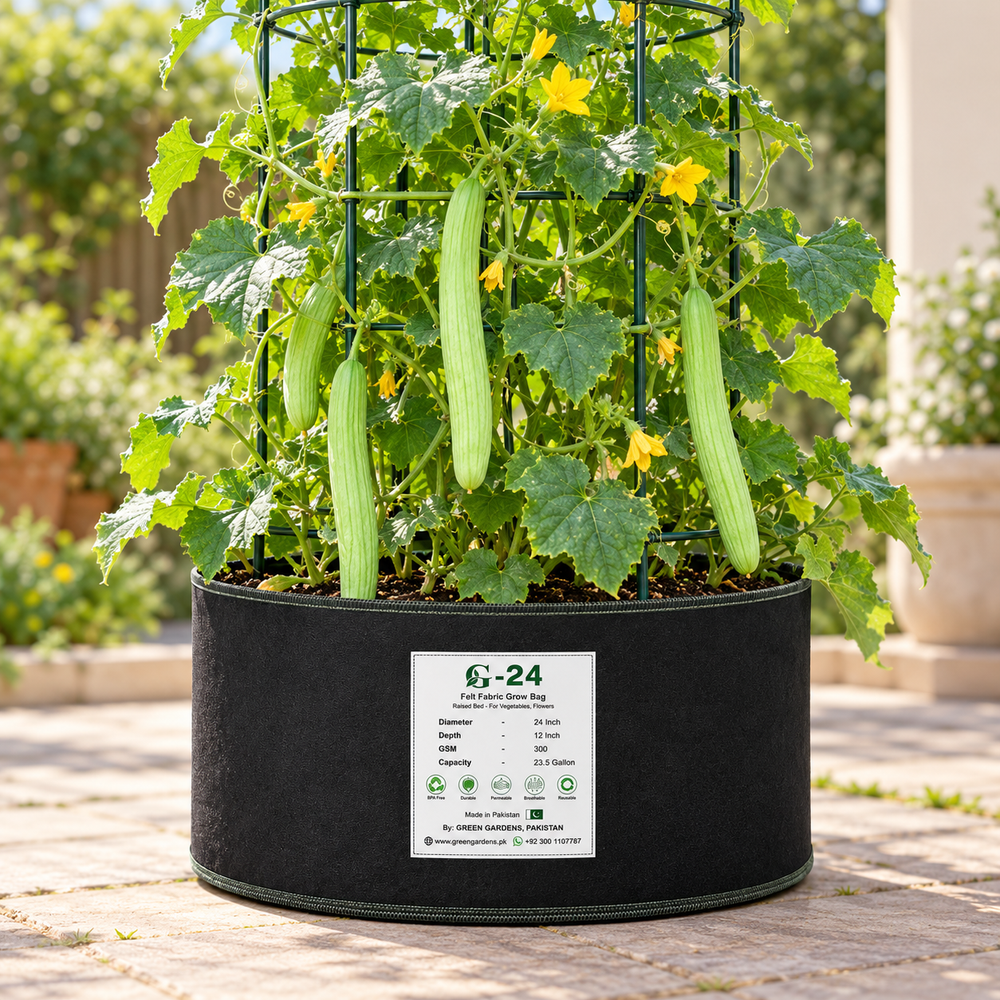 Armenian Cucumber OP Kakri Tar with long slender light-green ridged fruits growing on vigorous climbing vines – summer vegetable seeds for kitchen gardens trellises and grow bags in Pakistan