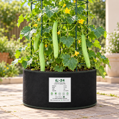 Armenian Cucumber OP Kakri Tar with long slender light-green ridged fruits growing on vigorous climbing vines – summer vegetable seeds for kitchen gardens trellises and grow bags in Pakistan
