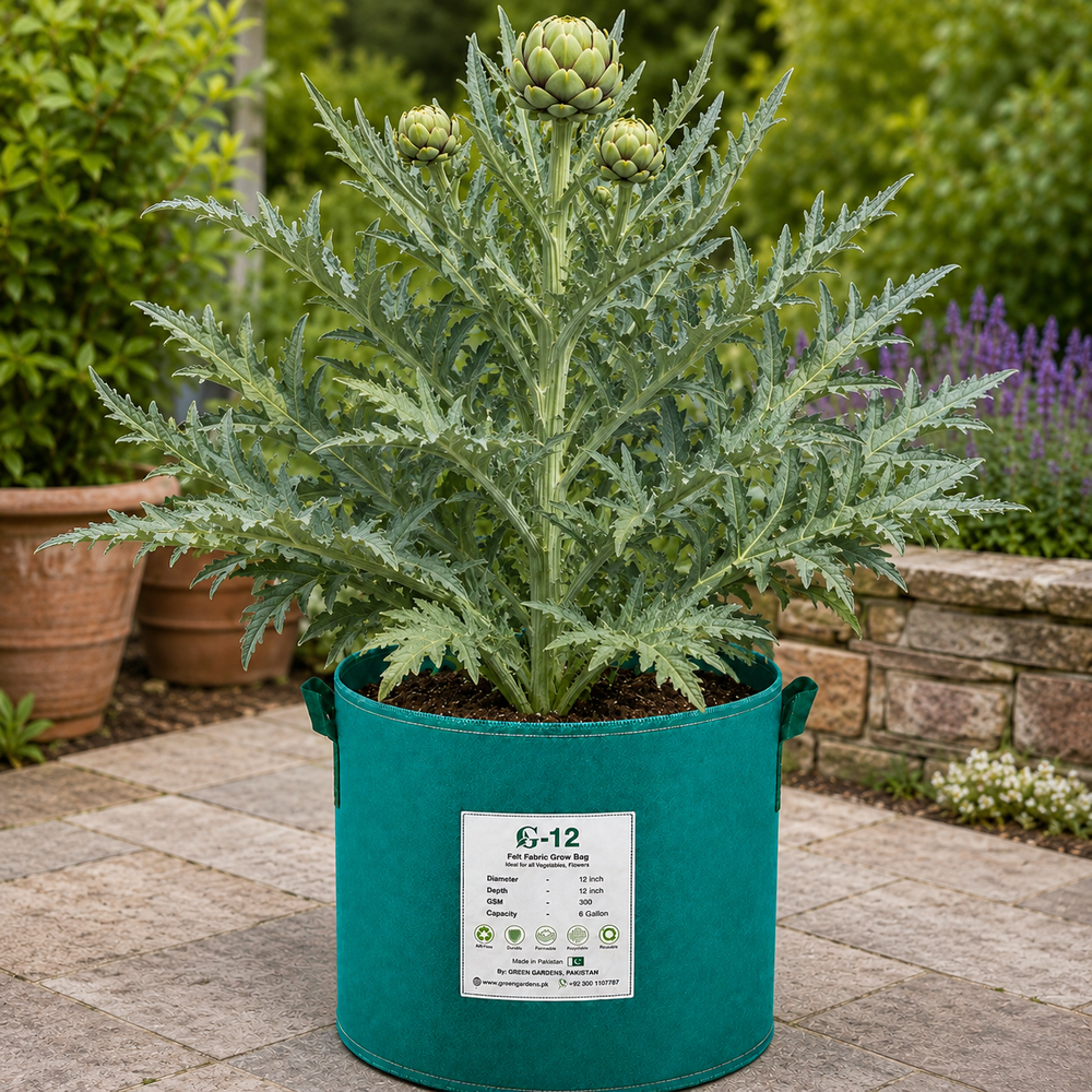 Green Globe Artichoke plant with large silver-green leaves and mature green edible flower buds – artichoke seeds for home gardening in Pakistan