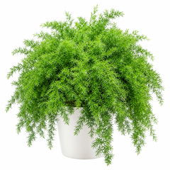 Asparagus Fern with lush delicate feathery green foliage – ornamental perennial foliage plant grown from seeds in pots and hanging baskets in Pakistan