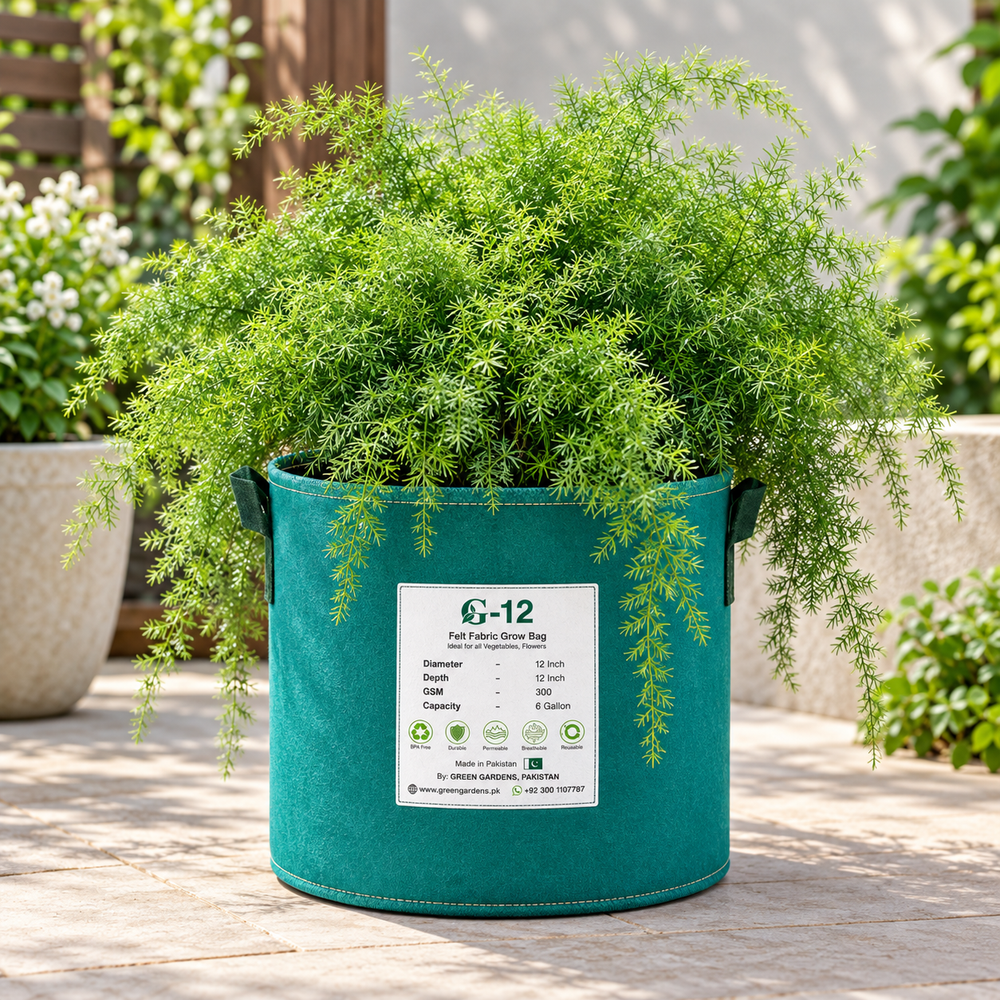 Asparagus Fern with lush delicate feathery green foliage – ornamental perennial foliage plant grown from seeds in pots and hanging baskets in Pakistan
