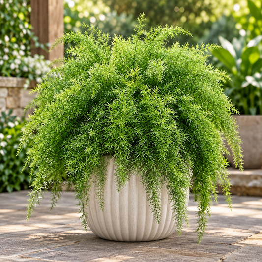 Asparagus Fern with lush delicate feathery green foliage – ornamental perennial foliage plant grown from seeds in pots and hanging baskets in Pakistan