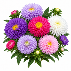 Aster Chinensis Princess Mix Callistephus chinensis with double pink purple and white flowers – winter flower seeds for beds borders grow bags and cut flowers in Pakistan