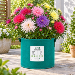 Aster Needle Unicum Mix Callistephus chinensis with colourful spider-like flowers and long needle-shaped petals – winter flower seeds for beds borders pots and grow bags in Pakistan