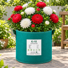 Aster Peony Red and White Callistephus chinensis with large double peony-like blooms – winter flower seeds for beds borders pots and grow bags in Pakistan