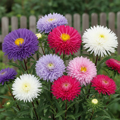 Aster Chinensis Princess Mix Callistephus chinensis with double pink purple and white flowers – winter flower seeds for beds borders grow bags and cut flowers in Pakistan