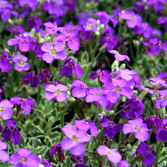 Aubretia_nana_compatta_1