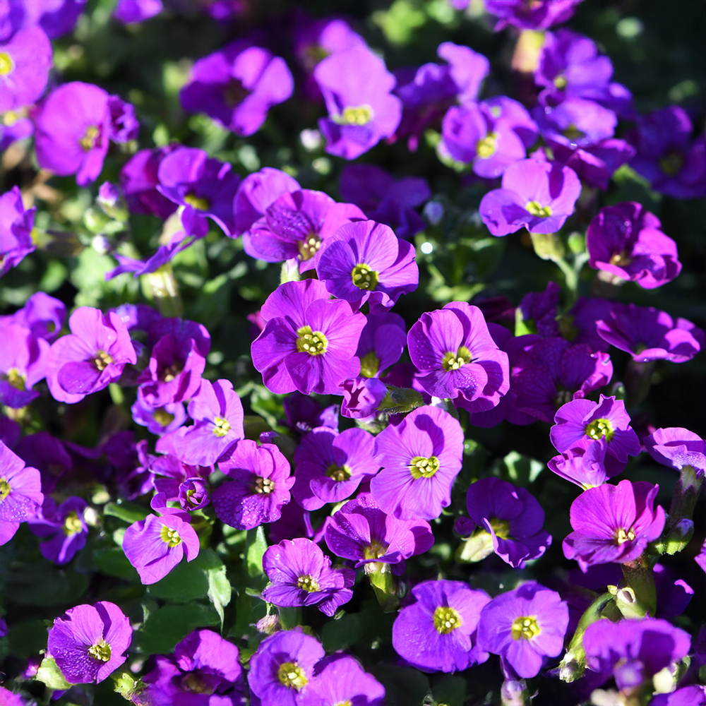 Aubretia_nana_compatta_GREEN GARDENS
