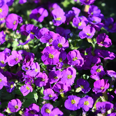 Aubretia_nana_compatta_GREEN GARDENS