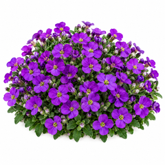 Aubrieta Nana Compacta with dense low-growing purple violet flowers cascading over rocks and edges – winter flower seeds for pots borders and grow bags in Pakistan