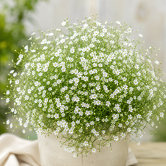 Baby's Breath Gypsophila elegans plant with delicate single flowers on fine branching stems – winter flower seeds Pakistan