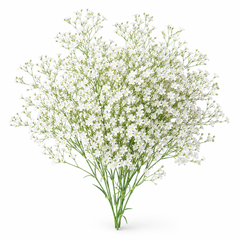 Baby's Breath Gypsophila elegans plant with delicate single flowers on fine branching stems – winter flower seeds Pakistan