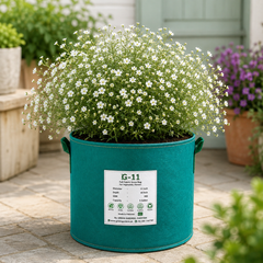 Baby's Breath Gypsophila elegans plant with delicate single flowers on fine branching stems – winter flower seeds Pakistan
