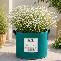 Double Baby’s Breath flowers with delicate airy blooms – winter Gypsophila flower seeds for home gardening in Pakistan