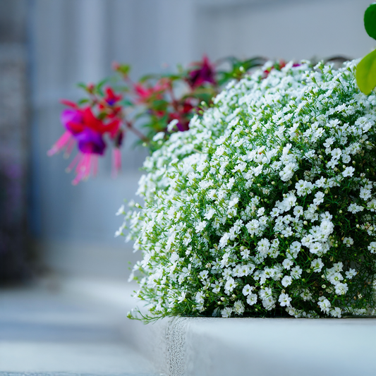 Babyʼs Breath Seeds - Single (WINTER)