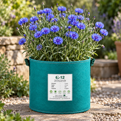 Bachelor's Button Blue Cornflower Centaurea cyanus with vivid blue flowers – winter flower seeds for beds, borders, pots, grow bags and cut-flower gardens in Pakistan