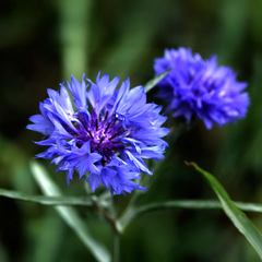Bachelor's Button (Blue) Seeds - Cornflower {WINTER}