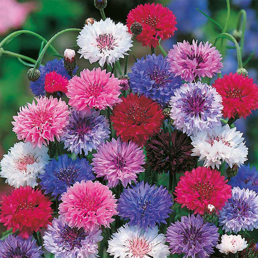 Bachelor's Button Double Tall Seeds - Mix (Cornflower) {WINTER} Polka Dot