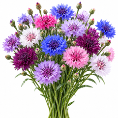 Bachelor's Button Double Tall Mix Cornflower with colourful double blue pink white rose and lavender flowers – Centaurea cyanus winter flower seeds in Pakistan