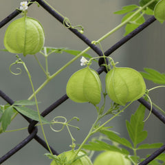 Balloon Vine Seeds (Love in a Puff)
