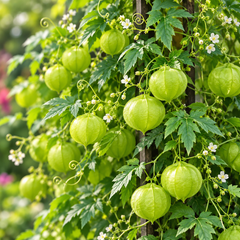 Balloon Vine Love in a Puff Cardiospermum halicacabum climbing on a trellis with green balloon-shaped seed pods and delicate white flowers in Pakistan