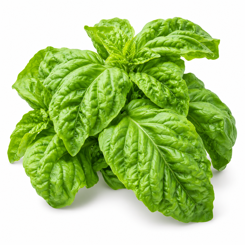 Italian Lettuce Leaf Basil Foglia di Lattuga plant with large broad slightly crinkled aromatic green leaves growing in a home herb garden – basil seeds Pakistan