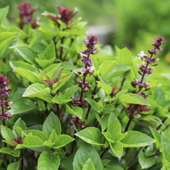 Basil Thai Seeds - Ocimum Basilicum