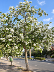 Bauhinia alba White Kachnar tree with elegant white orchid-like flowers and distinctive bilobed leaves – perennial flowering tree seeds in Pakistan