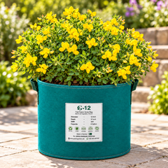 Bird’s-Foot Trefoil Lotus corniculatus with clusters of bright yellow pea-like flowers and green foliage – perennial wildflower seeds for meadows ground cover and gardens in Pakistan