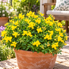 Bird’s-Foot Trefoil Lotus corniculatus with clusters of bright yellow pea-like flowers and green foliage – perennial wildflower seeds for meadows ground cover and gardens in Pakistan