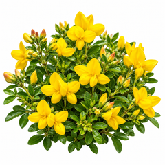 Bird’s-Foot Trefoil Lotus corniculatus with clusters of bright yellow pea-like flowers and green foliage – perennial wildflower seeds for meadows ground cover and gardens in Pakistan