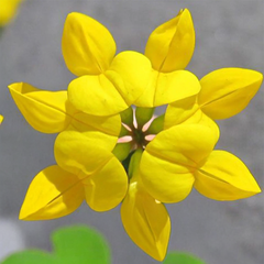 Bird’s-Foot Trefoil Seeds(Lotus Corniculatus)