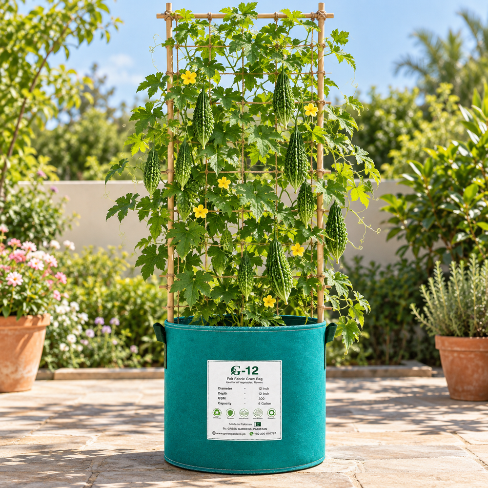 Desi Karela Bitter Gourd with fresh green elongated ridged and bumpy fruits growing on vigorous climbing vines – summer vegetable seeds for kitchen gardens trellises and grow bags in Pakistan