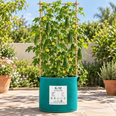 Desi Karela Bitter Gourd with fresh green elongated ridged and bumpy fruits growing on vigorous climbing vines – summer vegetable seeds for kitchen gardens trellises and grow bags in Pakistan