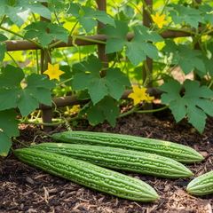 Bitter Gourd Long Seeds - (Kareli Jhalri) {SUMMER}