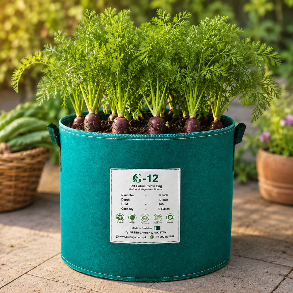 Black carrot Kali Gajar with deep purple-black roots and green tops – winter carrot seeds for kanji and home gardening in Pakistan