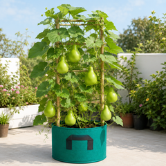 Bottle Gourd Bulb Shape, F1 Hybrid BOLBY – Summer Late Variety