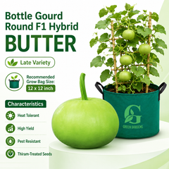 Bottle Gourd Round F1 Hybrid - BUTTER (Summer Late Variety)
