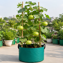 Bottle Gourd Round F1 Hybrid - BUTTER (Summer Late Variety)