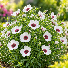 Bright Eyes Flax Linum grandiflorum with pale flowers and deep red-maroon centres – summer flower seeds for beds borders pots and grow bags in Pakistan