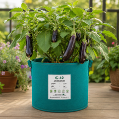 Purple Long F1 Hybrid brinjal with glossy elongated purple fruits – eggplant seeds for home gardening in Pakistan
