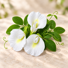 Butterfly Pea White Clitoria ternatea flowering climber with pure white butterfly-shaped flowers growing on a trellis – summer and winter flowering vine seeds in Pakistan