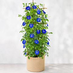Butterfly Pea Blue Seeds – Clitoria Ternatea Flowering Climber (SUMMER/ WINTER)