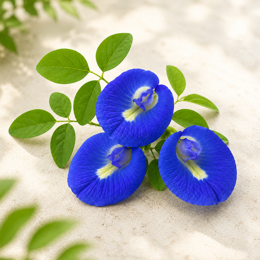 Butterfly Pea Blue Seeds – Clitoria Ternatea Flowering Climber (SUMMER/ WINTER)