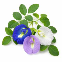 Butterfly Pea Mix Seeds – Clitoria Ternatea Flowering Climber (SUMMER/ WINTER)