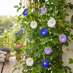 Butterfly Pea Mix Seeds – Clitoria Ternatea Flowering Climber (SUMMER/ WINTER)