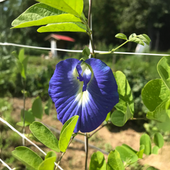 Butterfly Pea Seeds - Blue