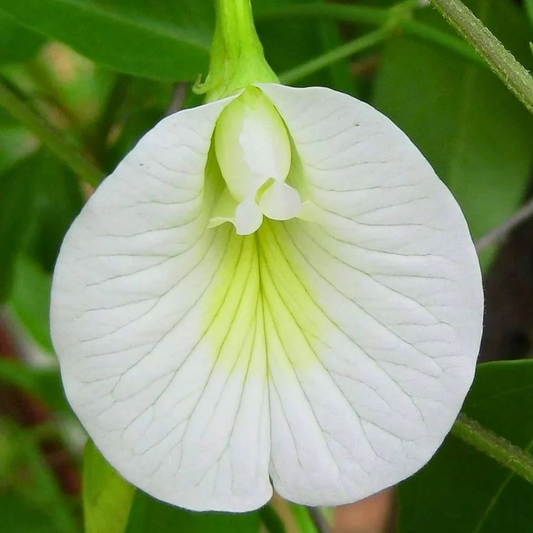 Butterfly Pea Seeds - White